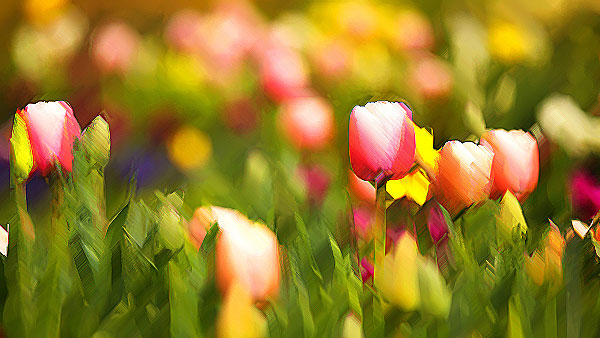 Tulpen im Frühling 